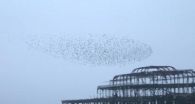 Revealed: The mystery behind starling flocks