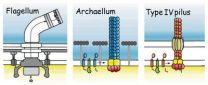 Revealing the secrets of motility in archaea