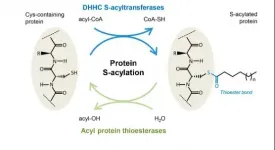 Revealing the way a critical enzyme works in the cell