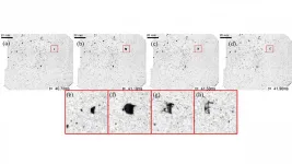 Reversal of blood droplet flight predicted, captured in experiments