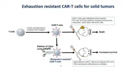 Reviving exhausted immune cells to fight cancer