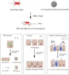 Revolutionary nanoparticle therapy offers new hope for burn victims