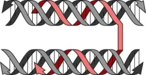 Revolutionary new method can manipulate the shape and packing of DNA 2