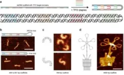 Revolutionary new method can manipulate the shape and packing of DNA 3