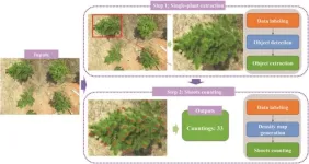 Revolutionizing forestry: CountShoots unveils advanced UAV and AI techniques for precise slash pine shoot counting