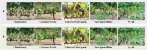 Revolutionizing grape yield predictions: the rise of semi-supervised berry counting with CDMENet