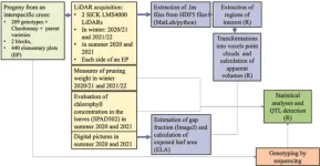 Revolutionizing grapevine phenotyping: harnessing LiDAR for enhanced growth assessment and genetic insights