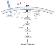 Revolutionizing regenerative medicine: Unlocking the healing power of oral keratinocytes