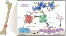 Rice study unlocks breakthrough for breast cancer bone metastases 3