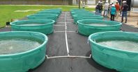 Rice U. study: Algae from wastewater solves 2 problems 3