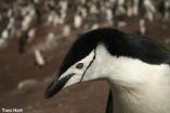 Rise and fall of prehistoric penguin populations charted 2