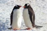 Rise and fall of prehistoric penguin populations charted 3