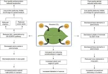 Rising CO2 levels: Impacts on crop nutrition and global food supplies