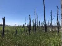 Rising waters, waning forests: How scientists are using tree rings to study how rising sea levels affect coastal forests