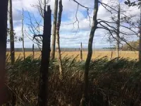 Rising waters, waning forests: How scientists are using tree rings to study how rising sea levels affect coastal forests 2