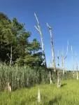 Rising waters, waning forests: How scientists are using tree rings to study how rising sea levels affect coastal forests 3