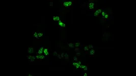 RNA splicing’s spotters