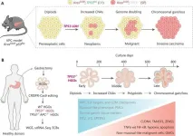 Road of no return — loss of TP53 paves a defined evolution path from gastric preneoplasia-to-cancer