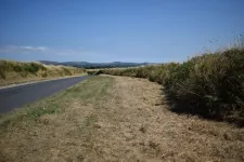 Road verges provide opportunity for wildflowers, bees and trees