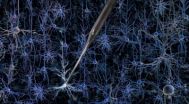 Robot reveals the inner workings of brain cells