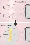 Robotic flexing: biologically inspired artificial muscles made from motor proteins