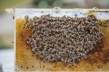 Robotic system offers hidden window into collective bee behavior