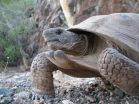 Rockin tortoises: A 150-year-old new species