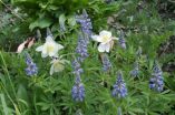 Rocky Mountain wildflower season lengthens by more than a month 3