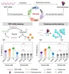 Role of cell cycle on analyzing telomerase activity with a fluorescence off-on system