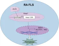 Role of ELK3 in ferroptosis of rheumatoid arthritis fibroblast-like synoviocytes