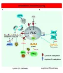 Role of methylation in vernalization and photoperiod pathway: a potential flowering regulator?