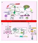 Role of methylation in vernalization and photoperiod pathway: a potential flowering regulator? 2