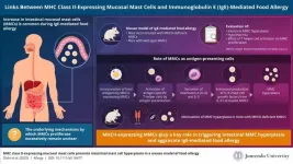 Role of specialized mucosal mast cells in IgE-mediated food allergy