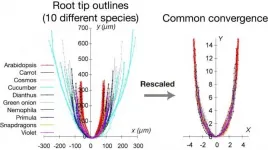 Root cause: Plant root tips are constrained to a dome shape common to arch bridges