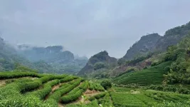 Root microbes may be the secret to a better tasting cup of tea