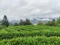 Root microbes may be the secret to a better tasting cup of tea 2