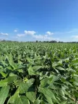 Rooting for resistance: How soybeans tackle nematode invaders is no secret anymore