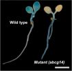 Roots to shoots: Hormone transport in plants deciphered 2