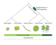 ROP signaling: Origin at dawn of multicellular plant life