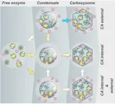 Rubisco proton production can enhance CO2 acquisition