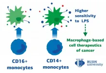 RUDN University biologists prove the anticancer potential of macrophages