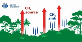 RUDN University biologists studied the effect of jungles on global warming