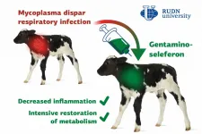 RUDN University veterinarians tested a new drug against pneumonia in calves