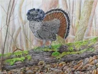 Ruffed grouse population more resilient than expected, genetic study finds 2