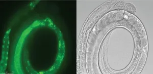 Rules of resistance against transgene silencing