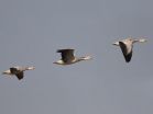 Running geese give insight into low oxygen tolerance