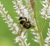 Rusty-patched bumblebee’s struggle for survival found in its genes 2