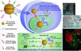 Rutgers Chemistrys Ki-Bum Lee patents technology to advance stem cell therapeutics