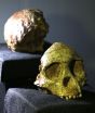 SAs Taung Childs skull and brain not human-like in expansion