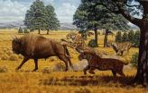 Saber-toothed cats in California were not driven to extinction by lack of food